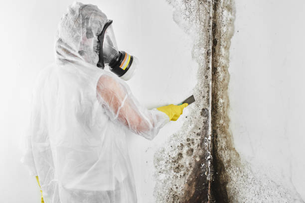 Best Local Mold Removal Service  in Pleasanton, KS