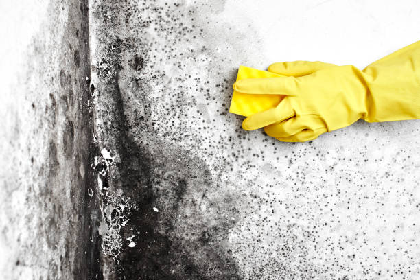 Best Mold Removal Company Near Me  in Pleasanton, KS