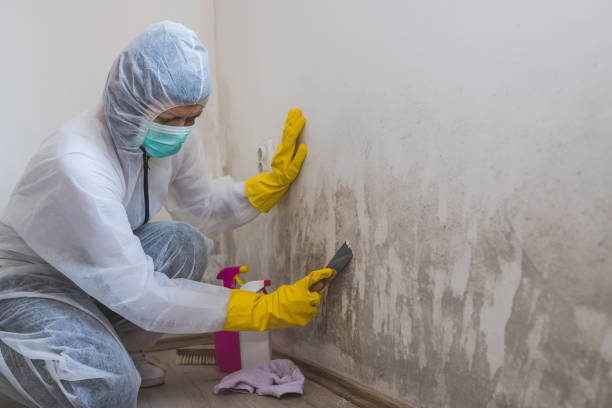 Mold Removal Process in Pleasanton, KS