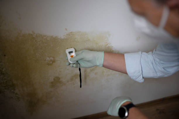 Best Emergency Mold Removal  in Pleasanton, KS
