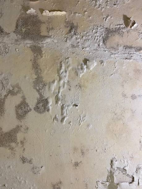 Best Fast Mold Removal  in Pleasanton, KS