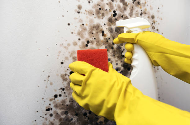 Best Black Mold Removal  in Pleasanton, KS