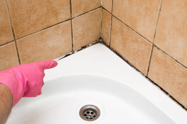 Best Mold Damage Repair  in Pleasanton, KS